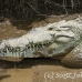 crocodile_american_tar_h_1504_cos2507.jpg